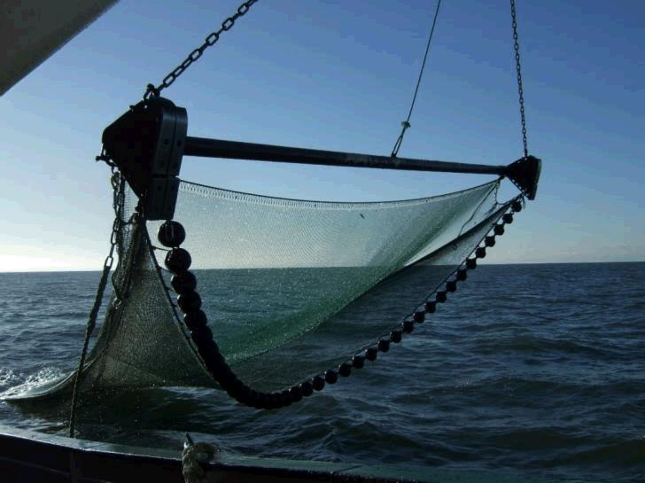 Figur 4-2. Hestereje-bomtrawl anvendt i forbindelse med fiskeundersøgelser i forundersøgelsesområdet for Vesterhav Nord Havmølleparken (Foto: Carsten Krog).