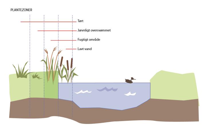 Sådan gør I Formål Vi skal undersøge rensedammens planter og se hvilke tilpasninger de forskellige niveauer i og nær vand, der er.