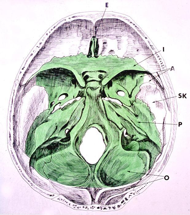 Basis cranii interna Billedet viser basis cranii interna set oppefra.