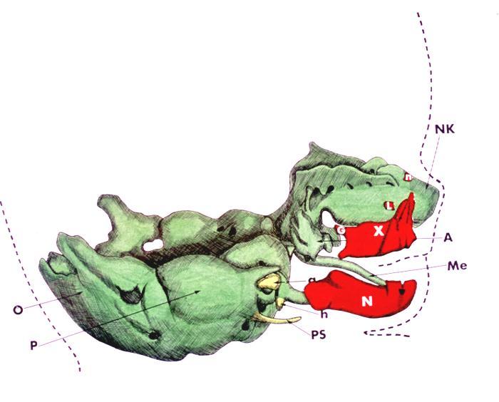 Maxilla Billedet viser basis cranii set fra højre på et endnu