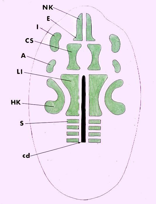 Basis cranii interna Da nerverne på et tidligt tidspunkt vokser ud fra hjerneanlægget, betyder det, at brusk-øerne, når de vokser sammen, danner huller omkring nerverne, og det samme gælder karrene.