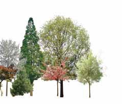 Træer med alder- og artsvariation Som gennemgående parameter for den nye plan, er variet beplantning, arts- og aldersmæssig, så størst alsidighed og robusthed opnås De eksisterende