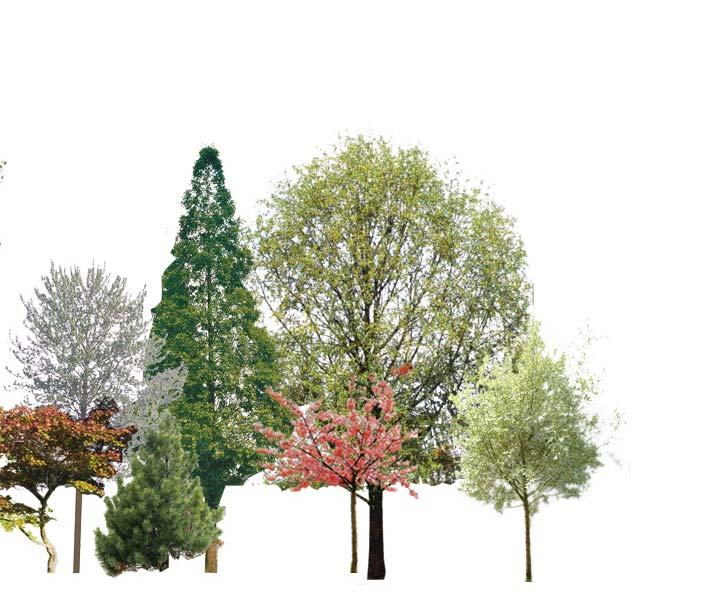 Eksempler på variationer over ny rumlig organisering De eksisterende træer der omkranser pladsen bevares og ligeledes planudlægningen af beplantningsbedene.