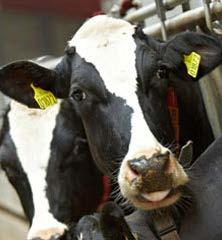 Økotimeringsdag Agenda Fakta, historik, tal om kvæg Kraftfoder/tilskudsfoder