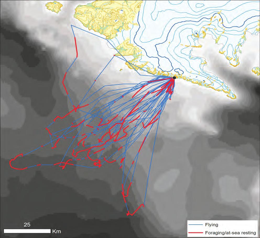 Figur 9. Sporing med GPS af 30 søkongeruter på havet. På de blå dele af ruten flyver søkongerne, og på de røde dele ligger de på overfladen og dykker efter føde. (Illustration: NOW-projektet).
