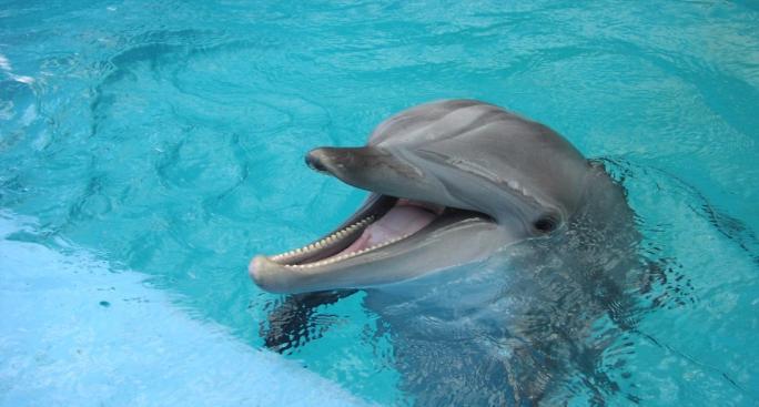 Juniorsiden Jeg er en Delfin.