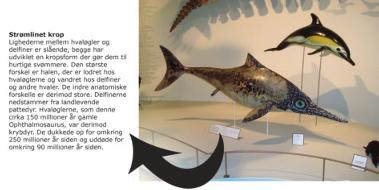 48 Marianne F. Mortensen Artikler Figur 2. En opstilling om konvergent evolution. Opstillingen er en del af Statens Naturhistoriske Museums udstilling Evolution, der åbnede i 2009.