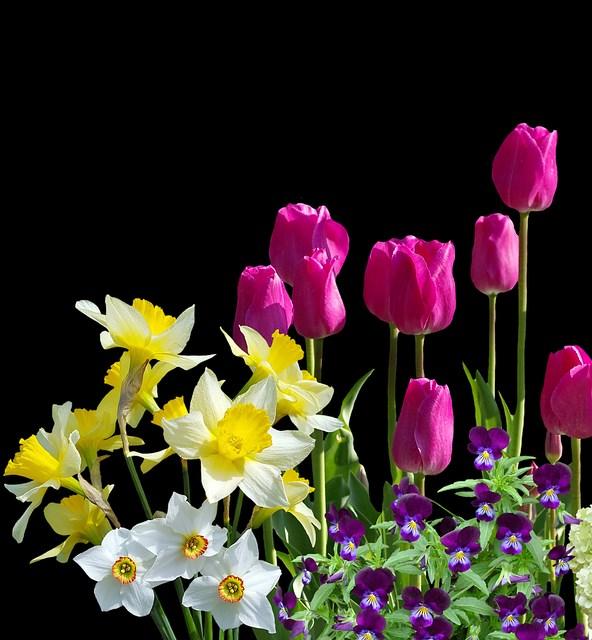 Håber I vil lægge mærke til det og ikke mindst nyde synet af de smukke blomster, når det hele står i blomst, for lige pludselig så