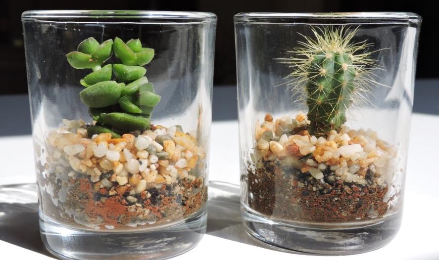 @gmail.com Vasitos de cristal con planta suculenta o cactus. Vasitos de cristal de 6.5cm de altura con planta.