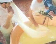 Parmigiano Reggiano navnet er i dag beskyttet og osten opnåede allerede i 1955