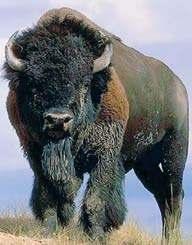 Eksotisk vildt_bison Frisk/kølevare Frost Bison, eksotisk vildt I begyndelsen af det 19. århundrede strejfede millioner af bisonokser rundt på de vidtstrakte prærier i Nordamerika.