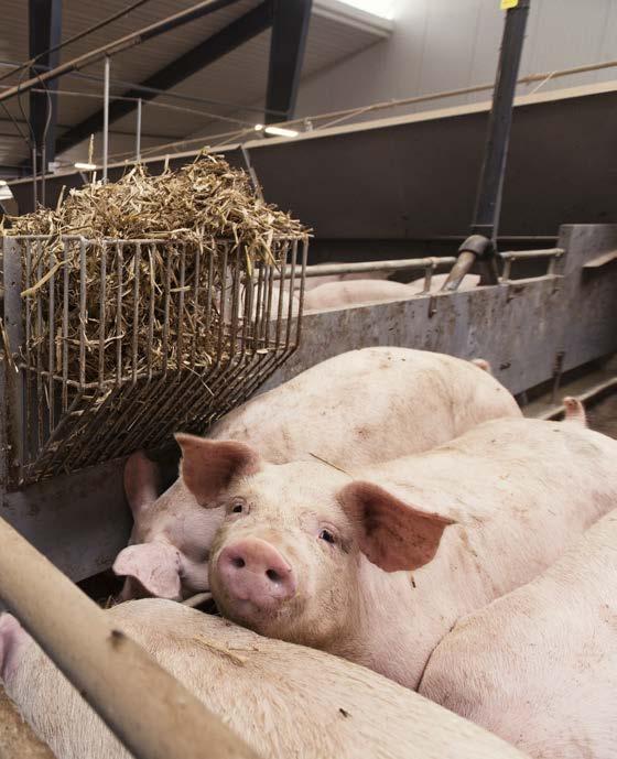 Peder Rasmussens nye stald er prototypen på energibesparelse, færre lugtgener og et bedre indeklima for grise og for medarbejdere. forædlede produkter.