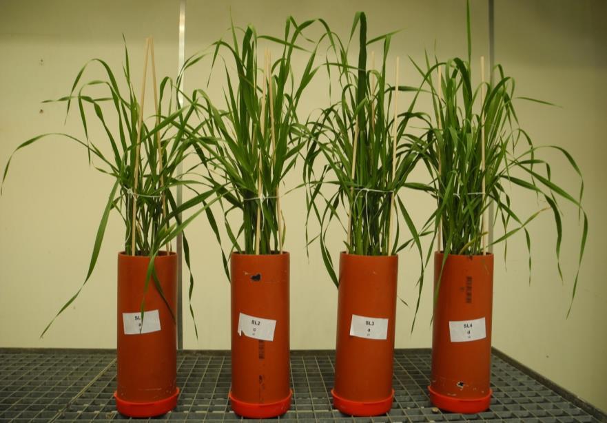 shoot dry matter (g/pot) Bio-aske Gødningseffekt af fosfor fra halm-slam 35 30 25 20 15 10 5 Mineral P Straw+sludge ash Barley plant response to increasing amounts of sludge/straw