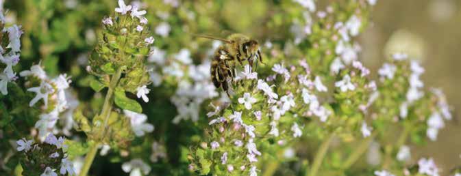 Krydderurter som timian er gode til bl.a. honningbier. Foto Rolf Tulstrup Theuerkauf. BIVENLIG HAVE Hjælp bierne og få mere ud af din have!