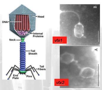 BAGGRUND VTEC-fager - Bakteriofag = virus der inficerer bakterier - VT-fager = fager der bærer et vtx gene/operon -
