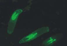 Denne form for indirekte udvælgelse kaldes negativ selektion, og er vist på højre halvdel af billede 19. Den bruges meget flittigt i Drosophila-laboratorier verden over. Larver uden GFP Billede 19.