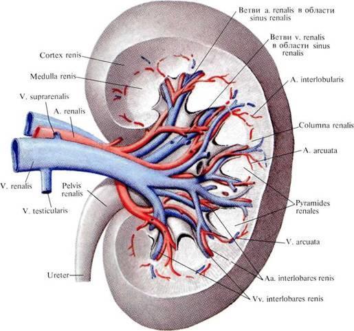 NYRER OG URINVEJE LEKTION 15. Nima Kalbasi, DDS Anatomi og fysiologi, bog 2  - PDF Free Download