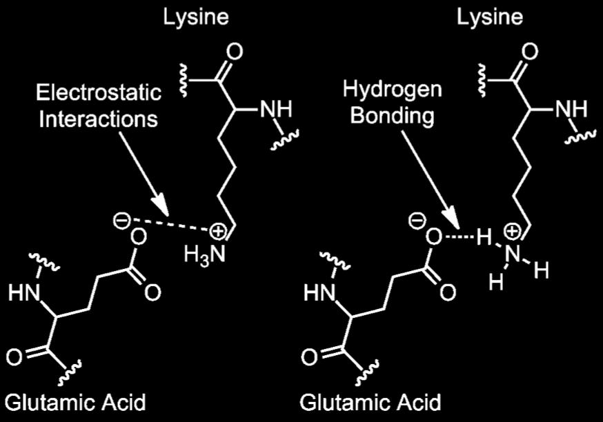 hinanden i aminosyrekæden. Det er især saltbroer (ioniske interaktioner) og hydrogenbindinger, der påvirkes af ph-ændringer. Der kan også ske direkte påvirkning af bindingen mellem enzym og substrat.