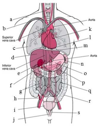 3. Angiv manglende organer på figuren med lægefaglig term (3 point) a Gl.