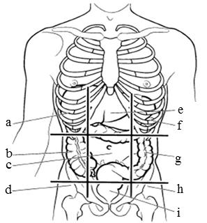 5. Angiv de manglende abdominale regioner, der efterspørges på denne figur (3