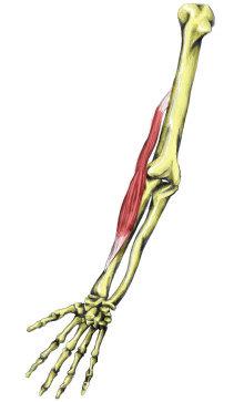 M. Brachioradialis Underarmens muskulatur Udspring: humerus laterale, distale del Insertion: radius
