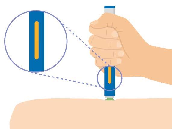 Fortsæt med at holde Hold pennen mod huden, indtil den gule indikator fylder lægemiddelvinduet og stopper med at bevæge sig.