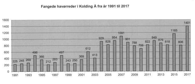 2017 blev et fantastisk år for havørred fiskerne i Kolding å. Der blev fanget ikke mindre end 1401 havørreder, så ny rekord for å-systemet.