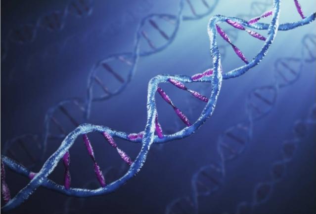 I de seneste år har videnskaben formået at udvide kendskabet til brevduen, og ligesom man har fremlagt strukturen for de menneskelige gener, er strukturen for brevduens gener nu lagt frem.