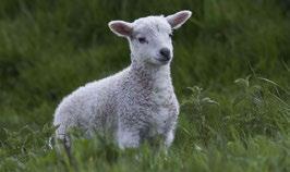 April Får-årsdag på Mimers Brønd Lørdag den 21. april kl. 10.00 15.00 Kom og se vores får og alle de fine små lam.
