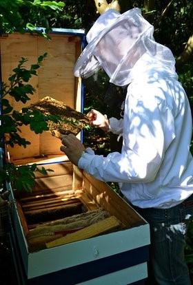 Bihold I haven på Impuls har vi 2 bistader og følger årets gang med pasning og pleje af bierne. Vi slynger honning, rører og tapper på glas.