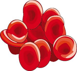 40x forstørrelse Hvad kan du se: De røde blodceller er små i forhold til andre celler.