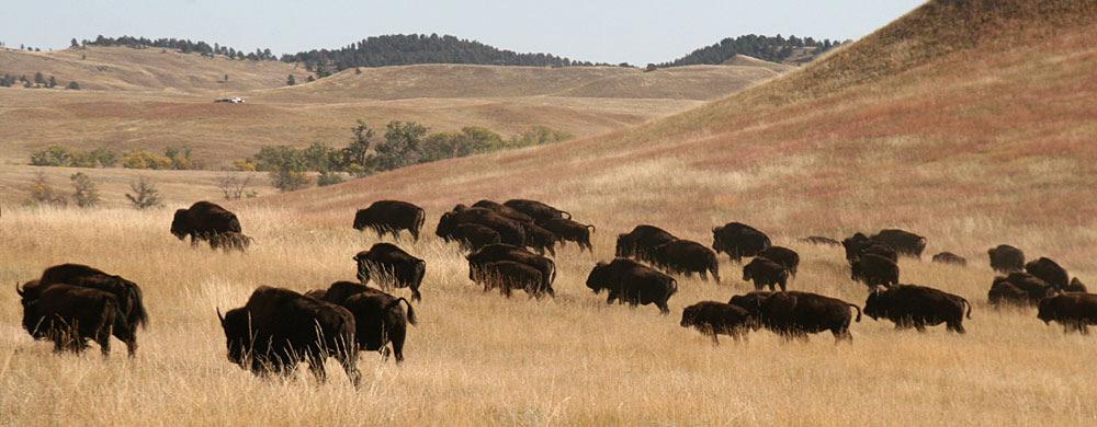 De store bisonokser i Custer State Park skal omgås med respekt.
