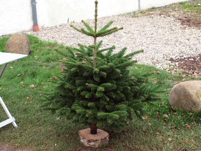 ... et blad for beboere - lavet af beboere Køb og levering af juletræer Snart er det jul 2018 Afdeling 1 Det Gamle Vesterport har indgået aftale med de personer, som står for juletræssalget på