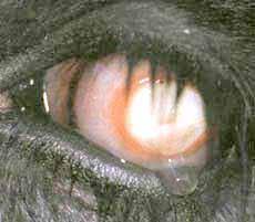 Pink Eye forårsages af bakterien Moraxella Bovis, som klæber sig fast på hornhinden og producerer et giftstof, som irriterer og ødelægger hornhinden.