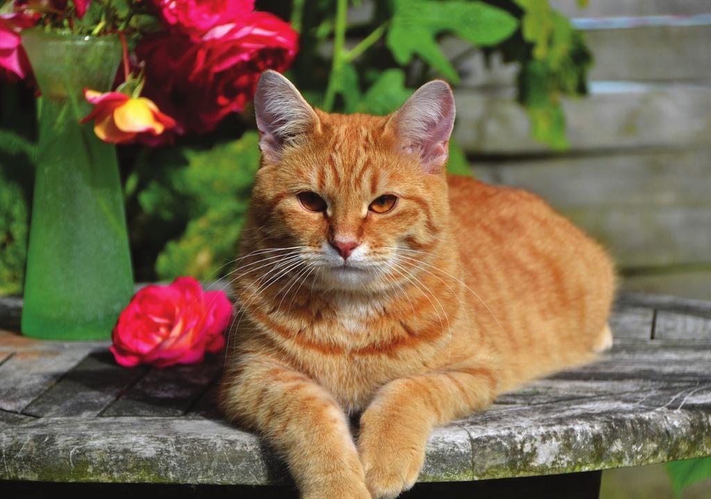 IC FI*Feronian Lemon, rød spottet tabby europé han på 1 år 6 katte. I maleriets historie ser man typisk katte portræteret som korthårede, harmoniske og nysgerrige væsner.