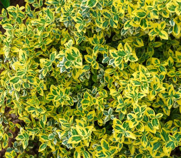 Skønhed i skyggen Krybende benved er en super nem, bunddækkende plante, der oven i købet er stedsegrøn, og derfor