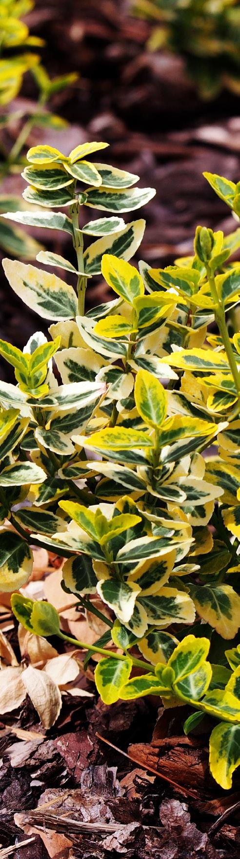 Krybende benved Euonymus fortunei Emerald Gaity har de søde, små grønne blade med hvide kanter, der giver et dejligt