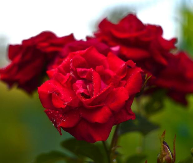 Rose Our Last Summer En lækker klatrerose, der blomstrer overdådigt fra juni til november med store, fyldte rosa blomster, der