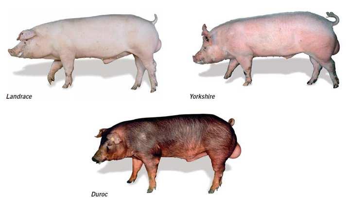 Hvad ved vi i dag - Avl Racer I dansk svineproduktion bruger man hovedsageligt tre racer, som krydses med hinanden.