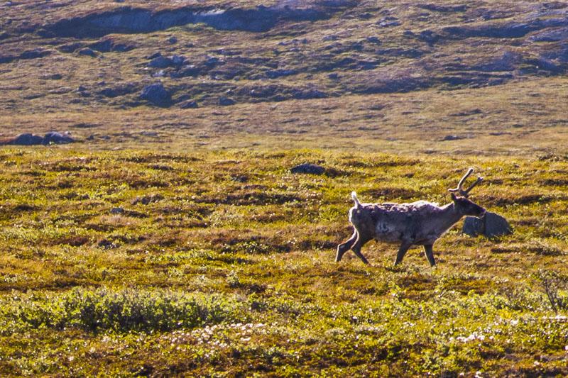 Forlaget Natur & Miljø 2018-20 DYRE- OG FUGLELIV Som i det meste af Grønland giver den kolde vinter hårde betingelser for landlevende pattedyr og fugle.