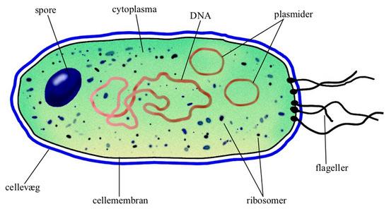 Bakterier generelle egenskaber >1600 bakteriearter Prokaryote celler (encellede