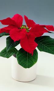 Juleblomster DK Planteservice A/S tilbyder levering af friske juleblomster, som kan pryde kontoret eller receptionen i hele julemåneden.