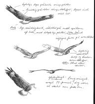 258 Sjældne fugle i 1997 Lille Bjergand Aythya affinis (0,1,1) 1997: 25.3-16.4, Harboør Tange (RK),, *Palle A. F. Rasmussen, *Henrik Haaning Nielsen, Klaus Malling Olsen m.fl. (F).