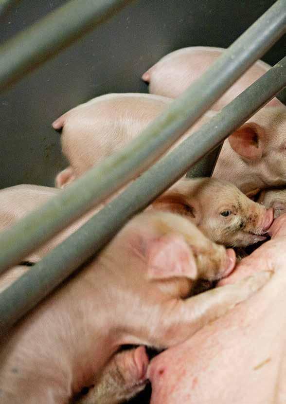 Piglet Saver Patenteret viden, der hjælper svagfødte grise godt i gang Positiv invirkning på grisens