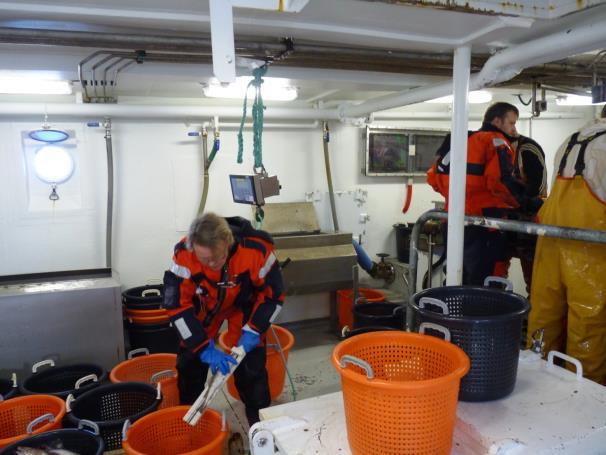 2.10 Last Haul Fiskerikontrolskibene supplerede i 2017 den traditionelle søkontrol med kontrol af fangstsammensætning og størrelsesfordelingen på udvalgte fiskearter.
