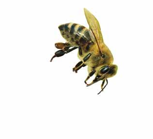 Danmarks Biavlerforening får hvert år mange henvendelser om gener af bier.