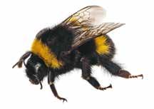Vi har derfor valgt at udarbejde dette lille hæfte, som beskriver ligheder og forskelle mellem bier, hvepse,