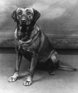 Labrador Retreiver Moy Moy blev importeret i 1947 fra