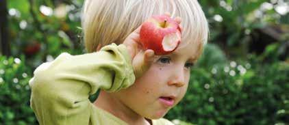 Grundstammer Grundstamme Størrelse i forhold til vildstamme M-111 90% M-7 70% M-106 70% M-26 50% M-9 40% Æbler giver glæde En stor kurv med friskplukkede røde æbler er et sundt og skønt syn for alle.