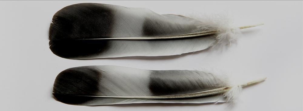 Duens næbvorter Næbvorterne skal være kridhvide og fri for misfarvning, men raske duer kan have næbvorterne rødlige ved flyvning gennem byger, eller være mørkere ved opmadning.